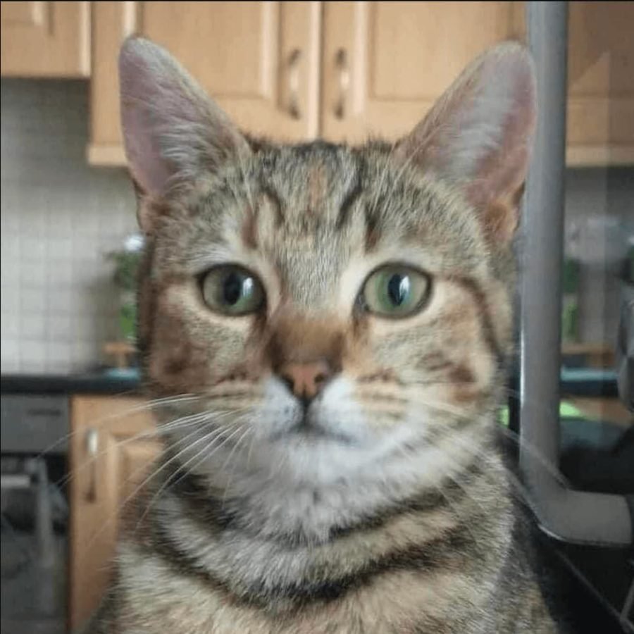 Beans Cat
