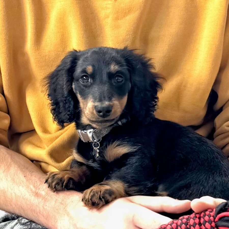 Denny Dog